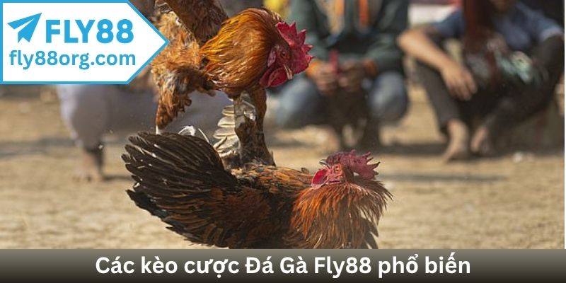 Các kèo cược Đá Gà Fly88 phổ biến