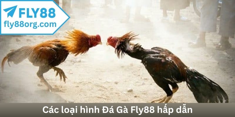 Các loại hình Đá Gà Fly88 hấp dẫn
