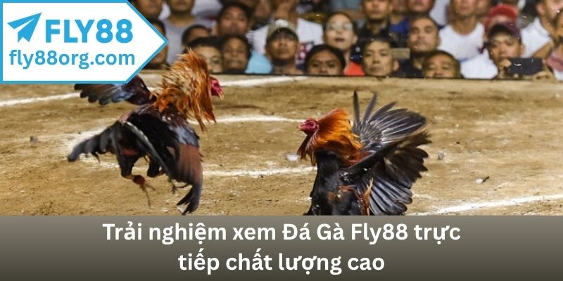 Trải nghiệm xem Đá Gà Fly88 trực tiếp chất lượng cao